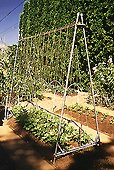 garden3.jpg (12173 bytes)